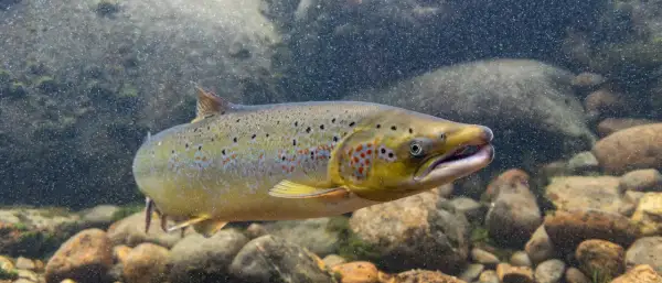 Ein schöner rogner fisch schwimmt durch klares Wasser über steinigen Grund.