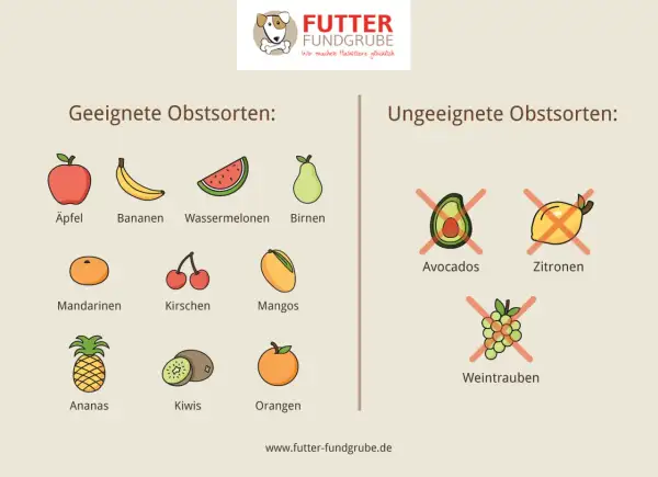 Geeignete und ungeeignete Obstsorten für den Hund: Äpfel, Bananen, Wassermelonen, Birnen, Mandarinen, Kirschen, Mangos, Ananas, Kiwis, Orangen sind gut. Avocados, Zitronen und Weintrauben sind schlecht.