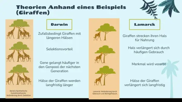 Giraffenhälse wachsen bei Lamarck durch Gebrauch, bei Darwin durch Selektion. Die Lamarcksche Evolutionstheorie erklärt die Halslänge der Giraffen durch Vererbung erworbener Merkmale.