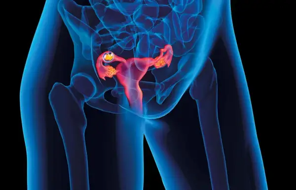 Widok anatomiczny ukazujący macicę w ciąży z widocznym zarodkiem w jajowodzie.