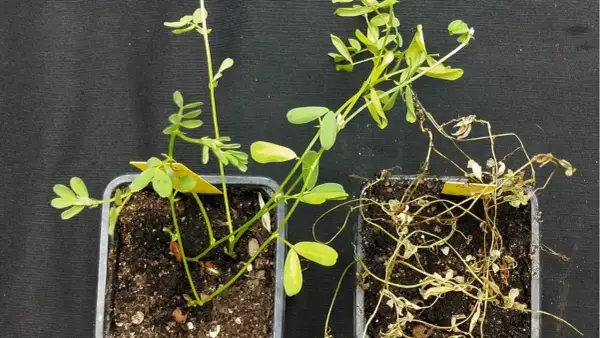 Dos macetas: una con una planta de lentejas sana y verde, la otra con una planta de lentejas marchita y seca.