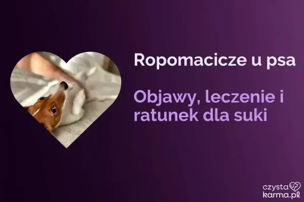 Piesek w sercu, tekst o ropomaciczu u psa: objawy, leczenie i ratunek dla suki.