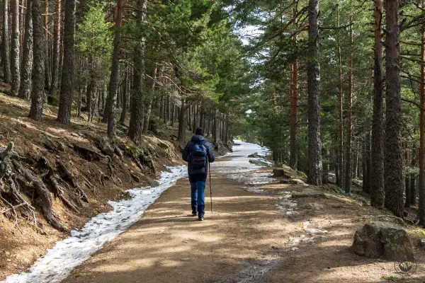 Senderismo en el puerto de Cotos, un camino entre pinos con nieve a los lados.