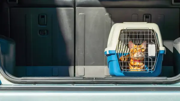 Un chat Bengal dans sa cage de transport, prêt pour le transport animaux voiture.