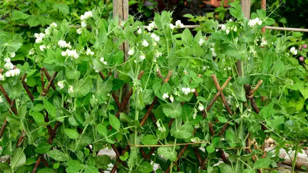 Zuckerschoten pflanzen ranken an einem Holzgitter empor, bedeckt mit zarten weißen Blüten und jungen Schoten.