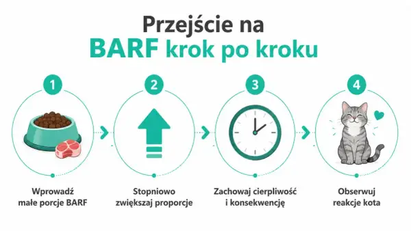 Przejście na BARF krok po kroku: małe porcje, stopniowe zwiększanie, cierpliwość i obserwacja reakcji kota.