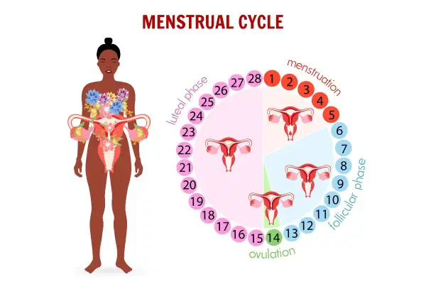Cykl menstruacyjny: owulacja (dzień 14) to kluczowy moment, po którym następuje faza lutealna. Obrazek pokazuje fazy cyklu i narządy rodne.