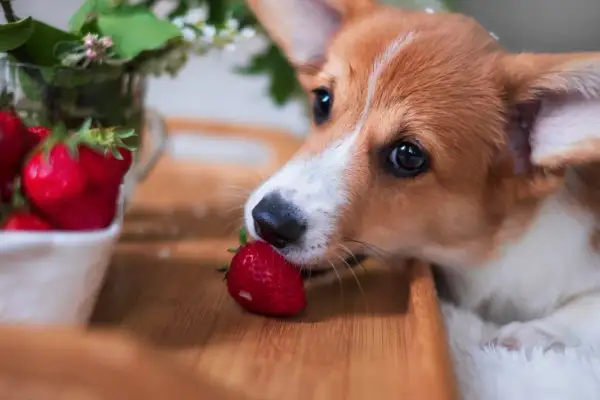 Mały corgi delikatnie wącha truskawkę, zastanawiając się, czy pies może jeść truskawki.