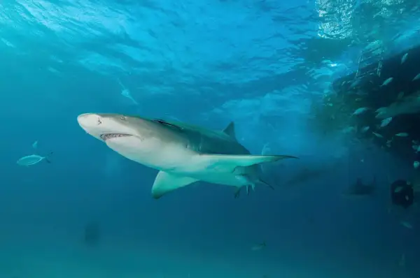 Un requin citron nage près d'un banc de poissons lors d'une plongée aux Bahamas.