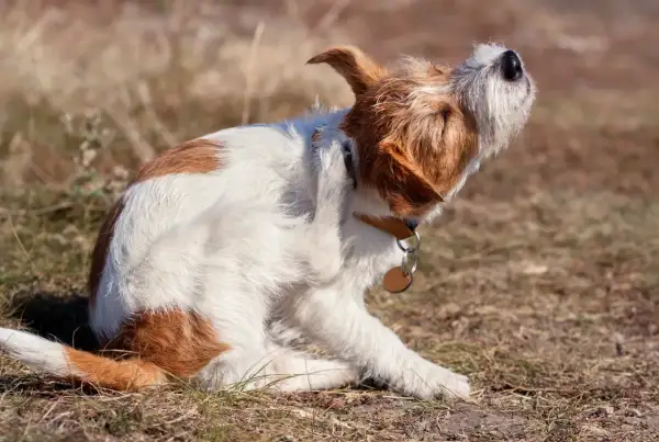 En hund kliar sig mycket, med tassen uppe vid örat.