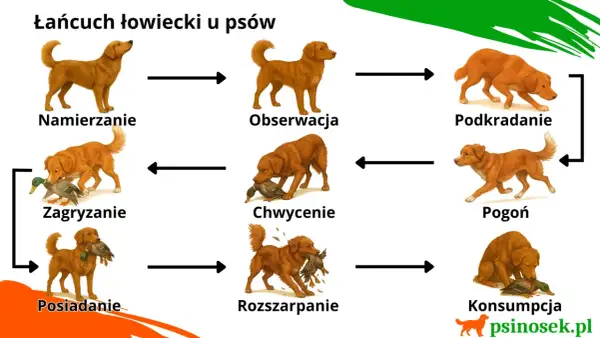 Cykl instynkt łowiecki u psa: namierzanie, obserwacja, podkradanie, pogoń, chwycenie, zagryzanie, rozszarpanie, posiadanie i konsumpcja.