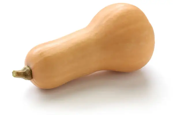 Pomarańczowa dynia typu butternut na białym tle. Czy można jeść surową dynię? Tak, niektóre odmiany, jak ta, są jadalne na surowo.