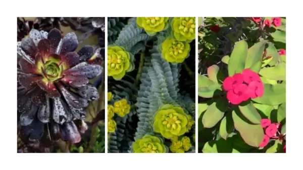 Tres plantas: una suculenta oscura, una Euphorbia verde con flores amarillas y una Corona de Cristo roja. ¡Cuidado! Son plantas tóxicas para perros.
