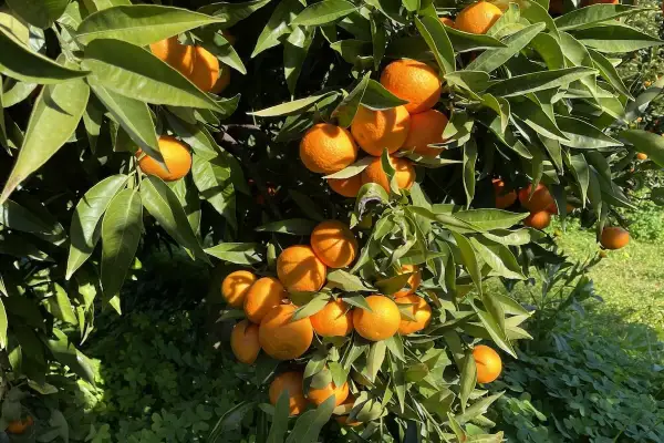 Rami di un albero carico di arance mature, un esempio di rigogliosa limone coltivazione sotto il sole.