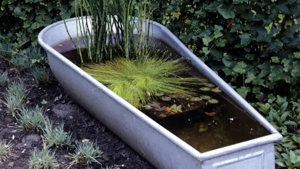 Ein kleiner Teich in einer Metallwanne, bepflanzt mit Schilf und Gräsern, umgeben von Grün.