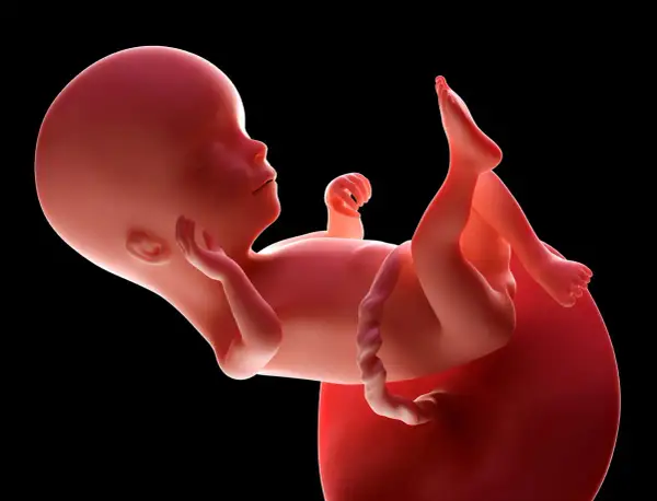Płód w 16 tygodniu ciąży, czyli w czwartym miesiącu rozwoju. Dziecko rozwija się w łonie matki.