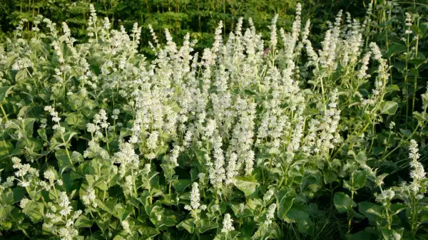 Ein Feld voller blühender Salbei-Pflanzen mit vielen kleinen weißen Blütenständen und grünen Blättern.