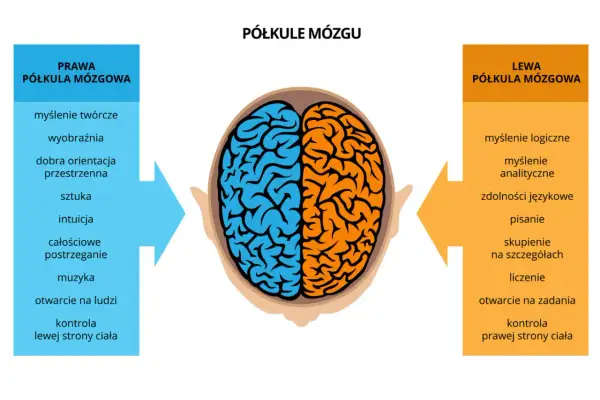 Ilustracja pokazuje podział mózgu na półkule i jak działa pamięć, przypisując funkcje lewej i prawej stronie.