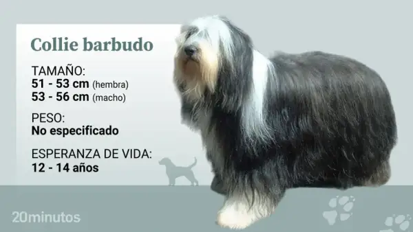 Un majestuoso collie barbudo, con su característico pelaje largo y denso, se muestra junto a datos sobre su tamaño y esperanza de vida.