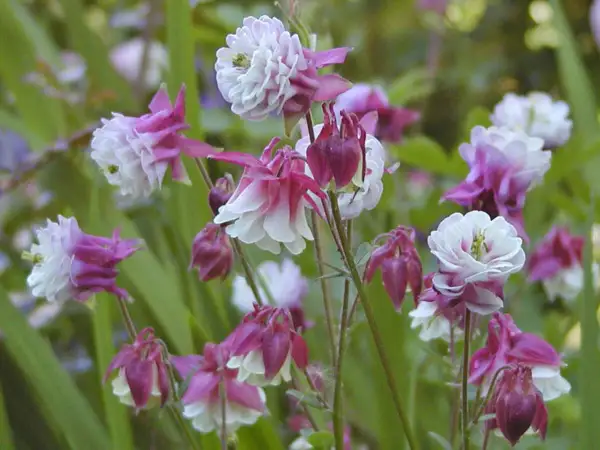 Zarte Akelei-Blüten in Rosa und Weiß, ideal für einen halbschattigen Standort im Garten.