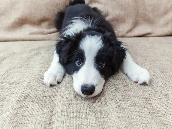 Uroczy szczeniak rasy Border Collie leży na kanapie. Szukasz inspiracji na angielskie imiona dla zwierząt?