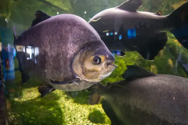 Duże ryby w akwarium w Oceanarium Mielno. Jedna z nich, o fioletowych łuskach, patrzy wprost na widza.