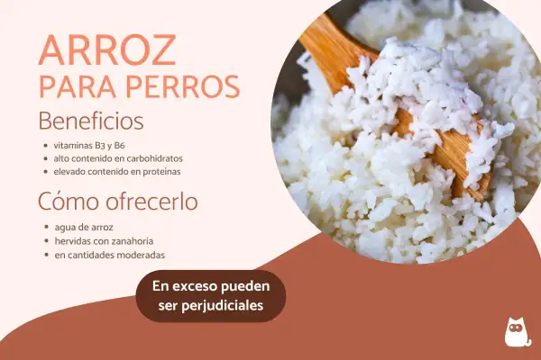 Arroz para perros: beneficios y cómo ofrecerlo. Los perros pueden comer arroz, rico en vitaminas y proteínas, pero con moderación.