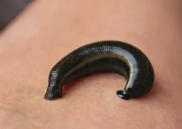 Une sangsue noire, courbée sur la peau, se prépare à se nourrir.