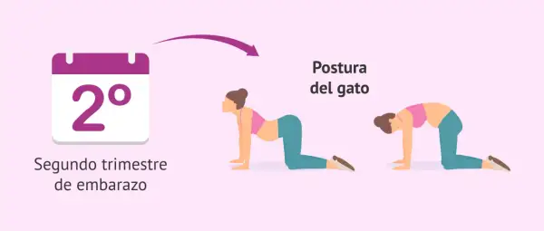 Calendario indica segundo trimestre de embarazo. Ilustración muestra secuencia yoga embarazadas: postura del gato, arqueando la espalda.