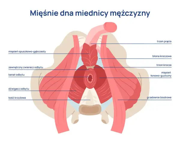 Mięśnie Kegla u mężczyzn: Poprawia erekcję, kontrolę moczu i prostatę