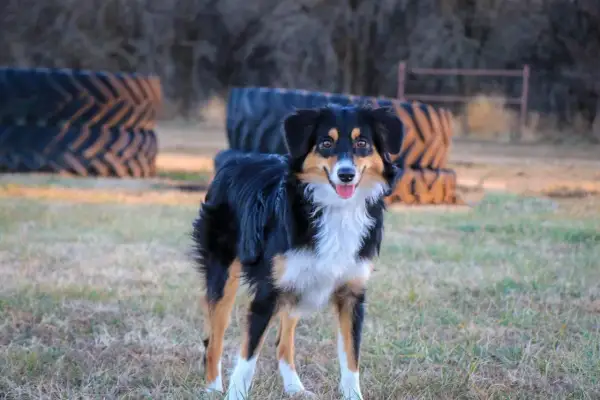 Ein fröhlicher Mini Australian Shepherd Mix steht im Gras, hinter ihm gestapelte Reifen.