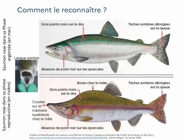 Illustration comparant le saumon rose en phase argentée et en phase reproductive, montrant les caractéristiques distinctives de ce poisson de rivière.