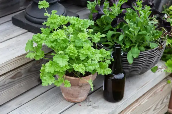 En frodig persilja i kruka står på en träaltan bredvid en mörk flaska och en korg med mörka blommor.