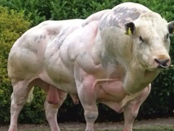 Imponujący belgian blue byk o niezwykle rozwiniętej muskulaturze, stojący na tle zieleni.