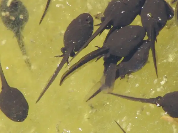 Un groupe de têtards nageant dans une eau stagnante trouble. Leurs corps sombres et leurs queues fines se confondent avec le fond verdâtre.