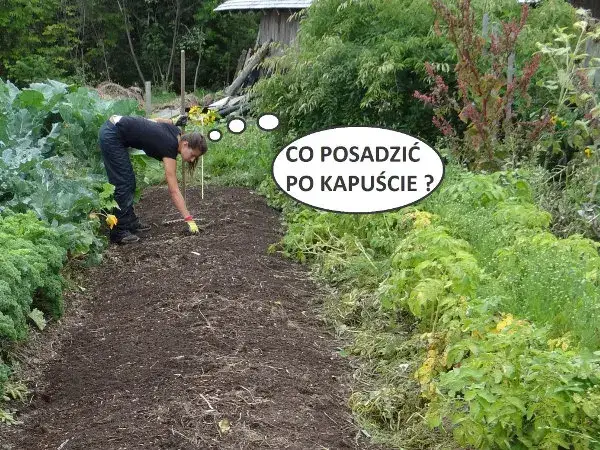 Co po czym siać na działce, by uniknąć błędów w uprawach?
