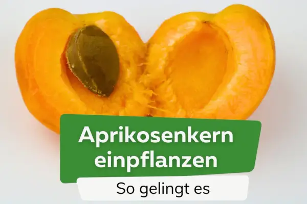 Eine aufgeschnittene Aprikose mit Kern. Der Text "Aprikosenkern einpflanzen" und "So gelingt es" deutet auf eine Anleitung hin.