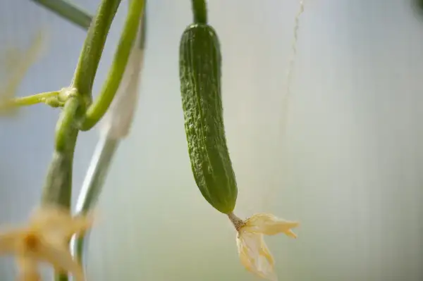 Giovane pianta di cetrioli con un piccolo frutto verde e un fiore appassito.