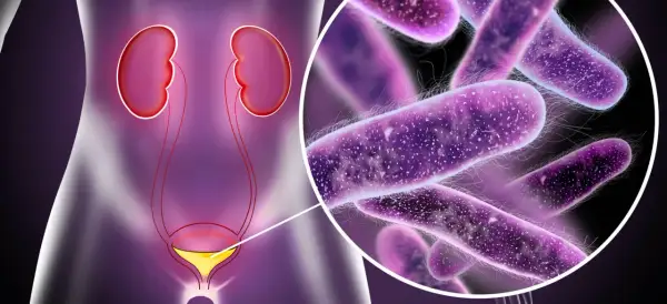 Układ moczowo-płciowy z powiększeniem bakterii. Ilustracja może pomóc zrozumieć chlamydia objawy u mężczyzn.