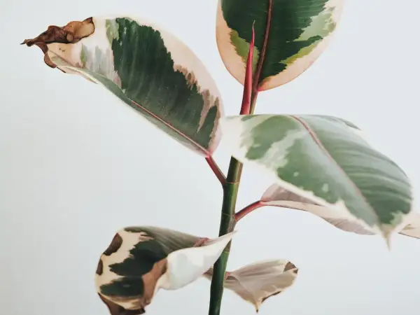 Fikus med variegerade blad. Vissa blad har bruna prickar och torra kanter, vilket tyder på att den behöver lite extra kärlek.