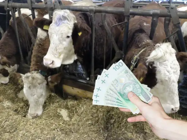 Ręka pokazuje stos banknotów 100 zł na tle krów w oborze. Taka byd cena może być opłacalna.