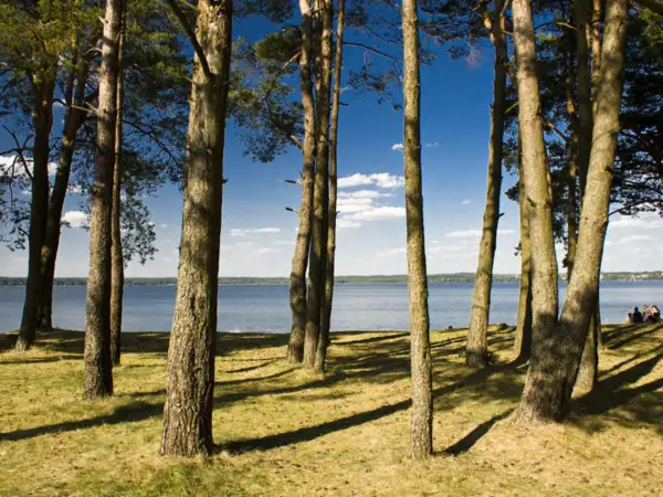 Słoneczna mazurska plaża z sosnami w tle. W oddali widać jezioro i ludzi odpoczywających na trawie.