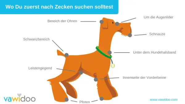 Illustration zeigt, wo man bei Hunden nach Zecken suchen sollte: Ohren, Schnauze, Augenlider, Halsband, Leisten, Schwanz, Beine, Pfoten. Zeckenzeit Hunde.