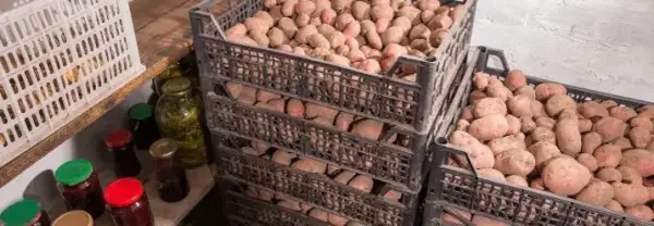 Wie Kartoffeln lagern ohne Keller: Die besten Tipps für frische Kartoffeln