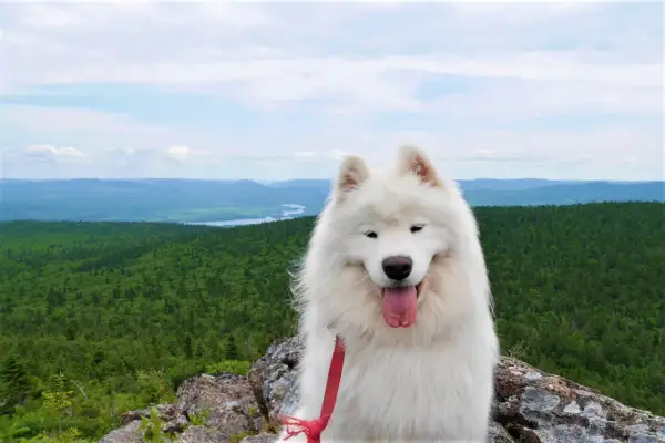 Un Samoyède heureux profite de la vue sur une forêt canadienne. Ce **billet avion chien Canada** est une promesse d'aventure.