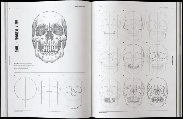 Detailed skull design illustration showing a step-by-step guide to drawing a human skull from various angles.