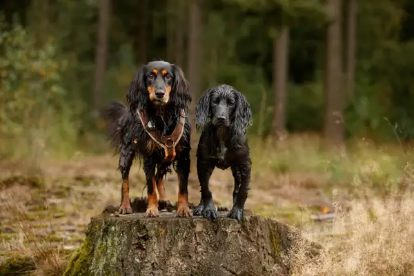 Zwei nasse Hunde stehen auf einem Baumstumpf im Wald. Sie warten geduldig auf das nächste Kommando für ihre Hunde Tricks.