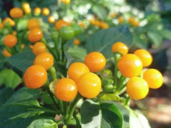 Leuchtend orange Chili-Früchte, die den teuersten Pfeffer der Welt darstellen, reifen an einem grünen Strauch.