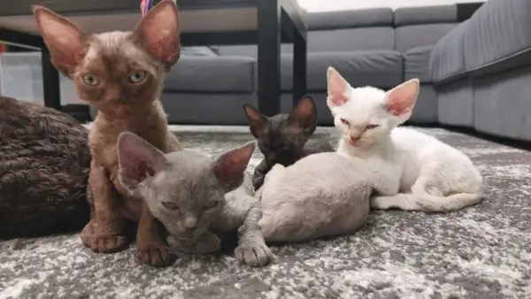 Czarny Devon Rex - wyjątkowy kot o niezwykłym charakterze i pielęgnacji