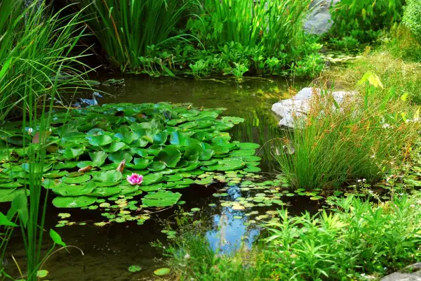 Un canard nage dans une mare de jardin luxuriante, entourée de nénuphars et de végétation verdoyante.